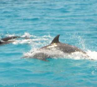 Impression aus unserem Delfinausflug