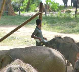 Elefantenwaisenhaus im Udawallawe Nationalpark