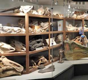 Schädelsammlung im Naturkundemuseum