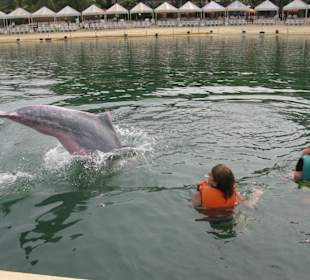 Schwimmen mit rosafarbenen Delphinen