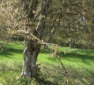 Arboretum