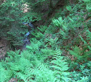 Griesbacher Wasserfälle Bad Griesbach