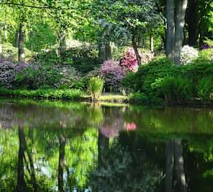 Hauptblüte im Rhododendronpark Bremen