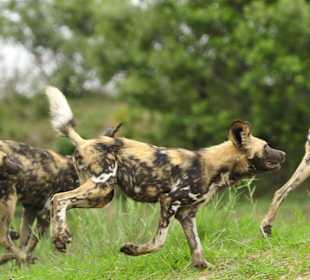Sabi Sand Private Game Reserve