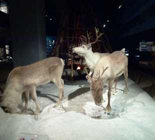 Ausstellung Rentiere