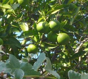 Früchte und Blüten 2