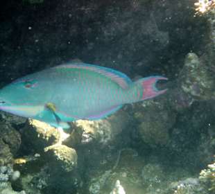 Papageifisch