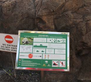 Galapagos - Riesenschildkröte