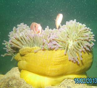 Täglich grüßt Nemo
