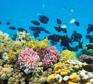 Schnorcheln am Hausriff
