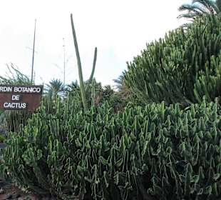 Jardin Botanico de Cactus im Oasispark