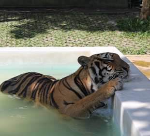 Tiger girl in the pool