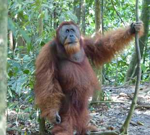 Orang Utan