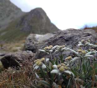 Edelweiß am Hang der Hochwart