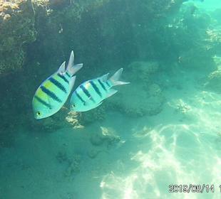 Schnorcheln Sahl Hasheesh