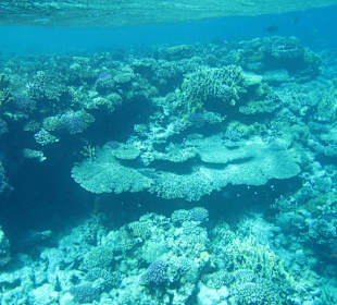 Schnorcheln Sharm El Naga