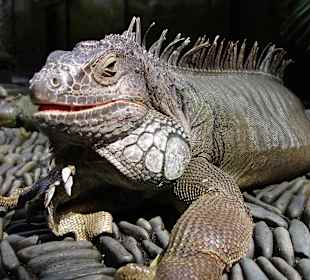 Zutrauliches Urgetier