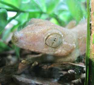Neugieriger Gecko