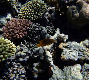 Schnorcheln Sharm el Naga