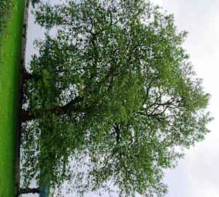 Super Bäume Richtung Bodensee