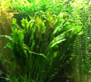 Tierpark Hellabrunn - Fische