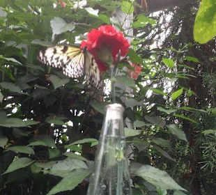 Wieder an der Futterstelle