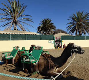 So schaukelt man durch die Dünen von Maspalomas