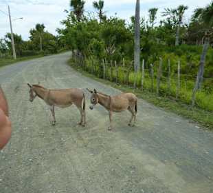 Straßenblockade "Dominikanisch"