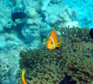 Maledivischer Anemonenfisch