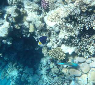 Unterwasserwelt Bootstour Utopia