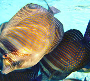 Schnorcheln Marsa Alam