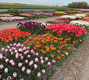 Floratuin Julianadorp