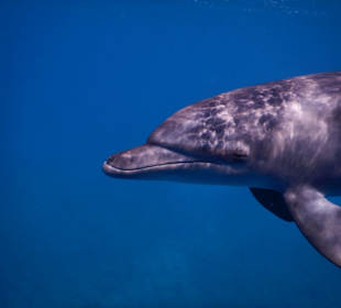 Schnorcheln mit Delfinen