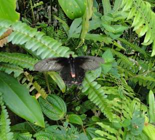 Poring Hot Springs - Schmetterlingsgarten