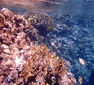 Schnorcheln Marsa Alam