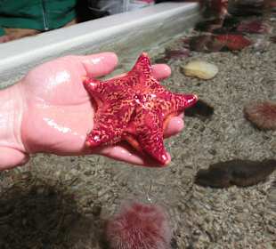Streichelzoo bzw. Aquarium