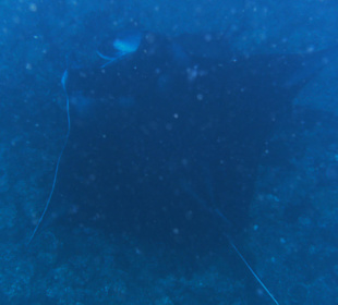 Manta