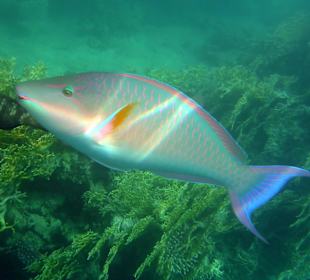 Langnasen-Papageienfisch