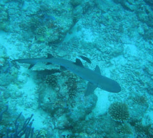 Weissspitzenriffhai beim Tauchen