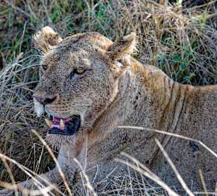 Tsavo Ost und West Safari