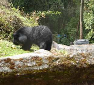 Padmaja Naidu Himalayan Darjeeling Zoo