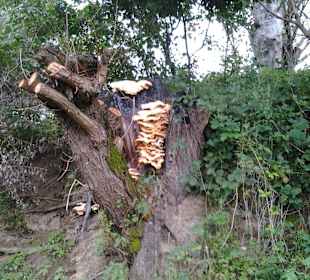 Mushrooms on tree trunck