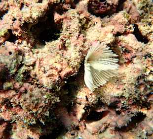 Unterwasserwelt Musandam