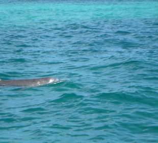 Die kann man in Sian Ka´an freilebend sehen