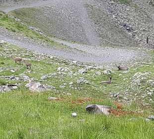 Wandern St. Gallenkirch