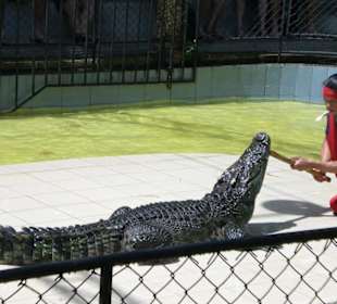Phuket ZOO - 10 / 2010