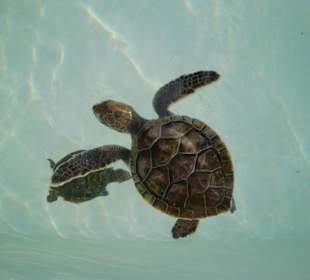 Schildkrötenzucht