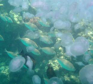 Beim Schnorcheln gesehen