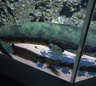 Aquarium