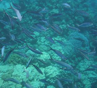 Fische und Fischartige